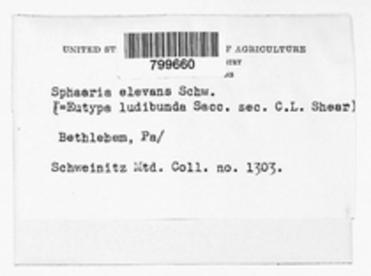 Sphaeria elevans image